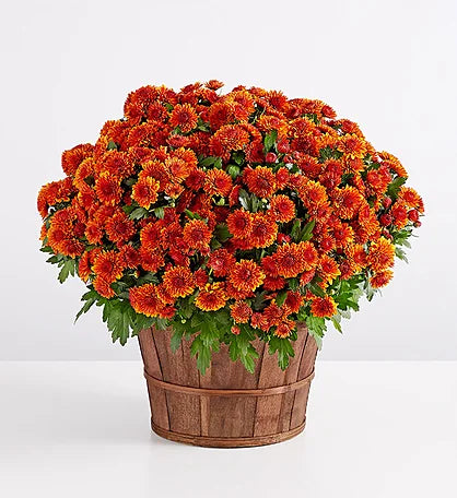 Ravfarvet Chrysantemumkurv