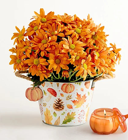 Pumpkin Spice Potte med Chrysantemum