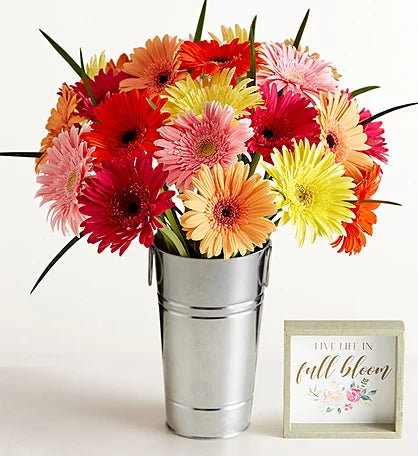 Gerbera Joy Bucket